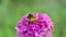 Bumblebee collects honey on a of zinnia flower