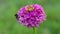 Bumblebee collects honey on a of zinnia flower