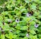 A bumblebee collects a nectar from a blue peppermint flower