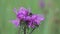 Bumblebee collects nectar on a bright purple flower, closeup. Brown Knapweed flower macro shot