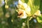 Bumblebee collects nectar from flowers.