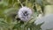 The bumblebee collects nectar on the flowers of the Eryngium