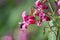 Bumblebee collects nectar on pink flowers