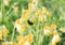 Bumblebee collects nectar from yellow flowers of the primrose in the meadow