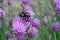 Bumblebee collects pollen from a flower.