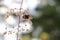 A bumblebee collects pollen from a flower