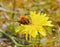 Bumblebee collects pollen from flowers