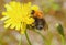 Bumblebee collects pollen from flowers