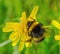 Bumblebee collects pollen from flowers