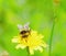 Bumblebee collects pollen from flowers