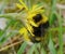 Bumblebee collects pollen from flowers