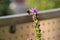 A bumblebee collects the pollen from a gay-feather