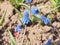 Bumblebee collects pollen and nectar from blue flowers. Muscari-the first spring flowers