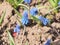 Bumblebee collects pollen and nectar from blue flowers. Muscari-the first spring flowers