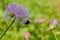 Bumblebee collects pollen from pink inflorescence