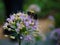 Bumblebee on Colorful Summer Flower Bloom