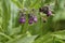 Bumblebee coloured comfrey blossom, on a meadow flies mauve, violet