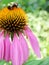 Bumblebee on coneflower