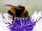 Bumblebee on cornflowers in the garden.