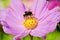 Bumblebee on a Cosmos Flower, Oregon, USA