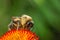 A bumblebee covered in pollen is busy collecting nectar