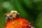 A bumblebee covered in pollen is busy collecting nectar