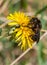 A bumblebee covered in pollen from a dandelion