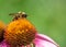 Bumblebee covered in pollen sitting on flower in garden