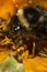 Bumblebee crawling flowers