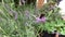 Bumblebee crawling on a lavender flower to harvest pollen and nectar, then flying out of frame in Slow Motion.