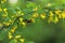 Bumblebee crawls on acacia flowers