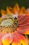 Bumblebee crawls on a large red flower