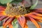 Bumblebee crawls on a large red flower