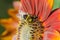 Bumblebee crawls on a large red flower