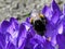 Bumblebee on crocuses