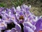 Bumblebee on crocuses