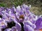 Bumblebee on crocuses