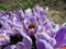 Bumblebee on crocuses