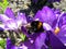 Bumblebee on crocuses