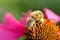 Bumblebee And Cucumber Beetle On Purple Cone Flower - Bombus