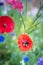 A bumblebee curls herself up looking for nectar in a  red poppy in amongst a wildflower patch