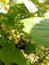 Bumblebee on currant flowers and cherry flowers.