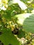 Bumblebee on currant flowers and cherry flowers.