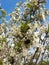 Bumblebee on currant flowers and cherry flowers.