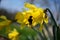 Bumblebee on a daffodil