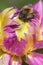 Bumblebee - dahlia blossom