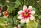 Bumblebee on dahlia flower