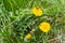 Bumblebee on a dandelion