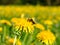 Bumblebee on a dandelion