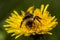 Bumblebee on dandelion